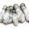 Penis Envy Psilocybe cubensis mushroom variety.