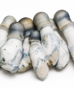 Penis Envy Psilocybe cubensis mushroom variety.